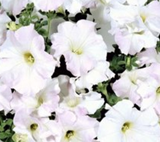 петуния ампельная гибридная            Petunia х hibrida